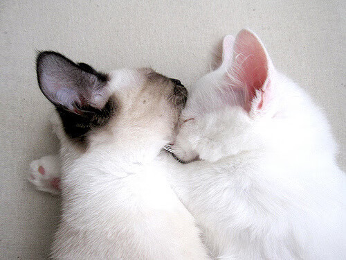 中国足球国际影响力持续增强，交流合作不断深化，影响中国足球是足协吗